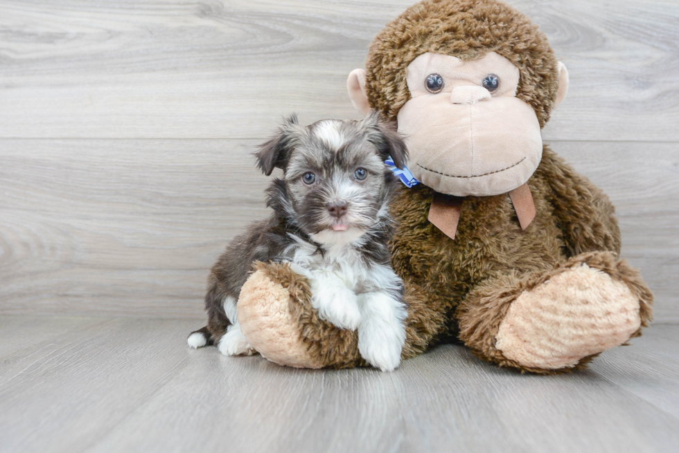 Best Havanese Baby