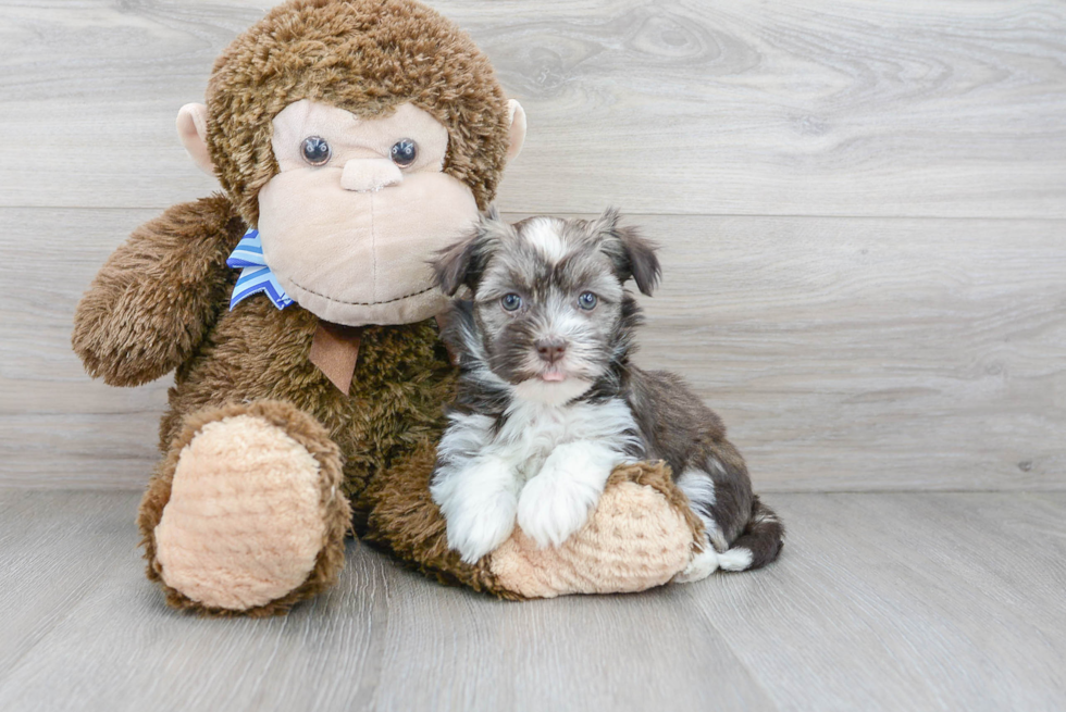 Fluffy Havanese Purebred Puppy