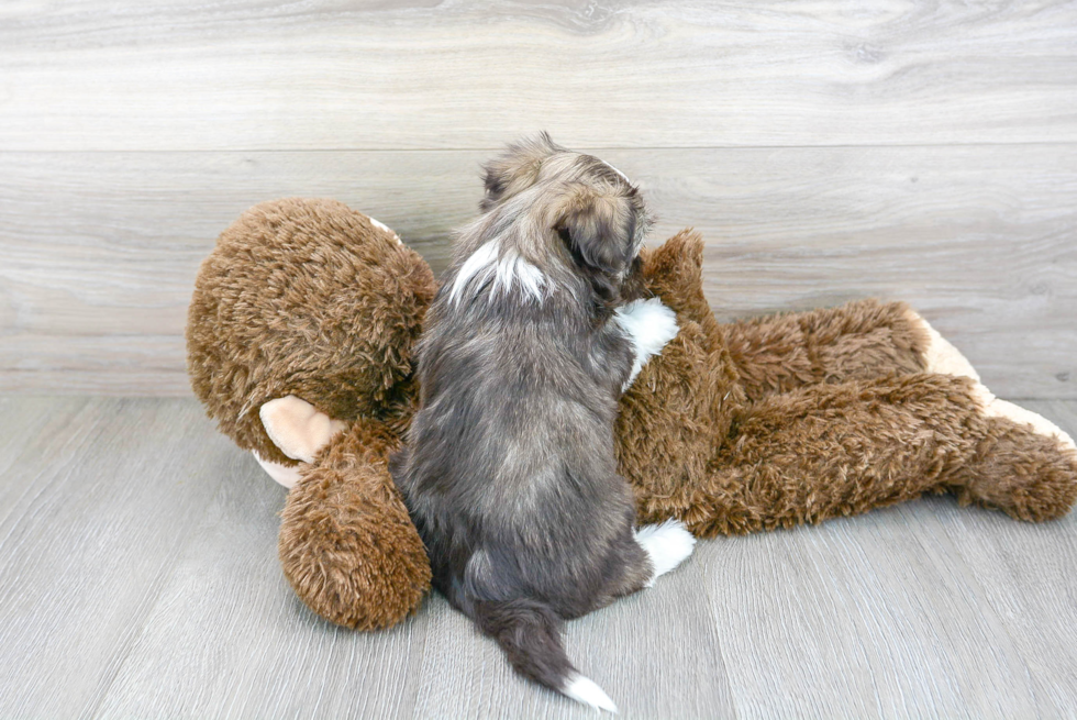 Small Havanese Baby