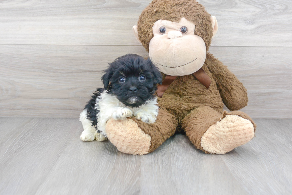 Little Havanese Purebred Pup