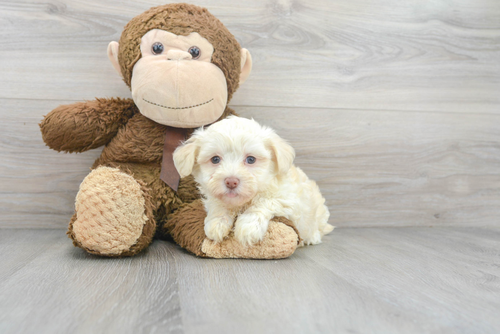 Hypoallergenic Havanese Baby