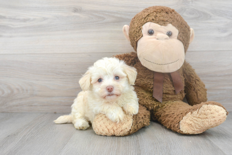 Best Havanese Baby