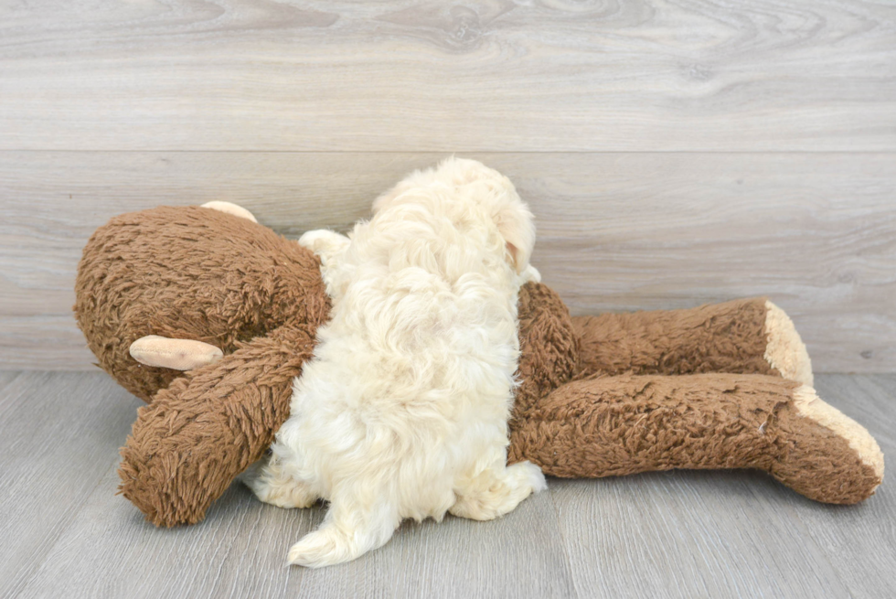 Energetic Havanese Purebred Puppy