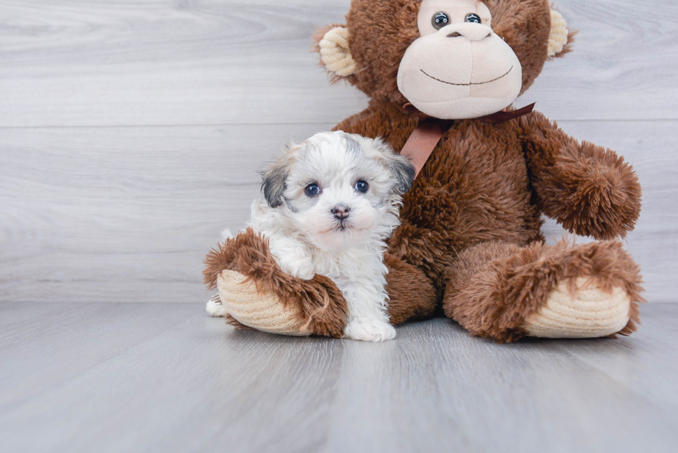 Energetic Havanese Purebred Puppy