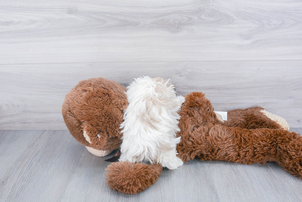 Adorable Havanese Purebred Puppy