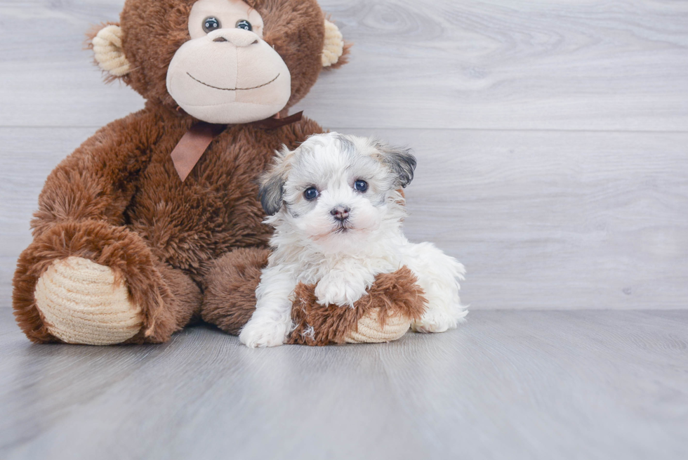 Havanese Puppy for Adoption