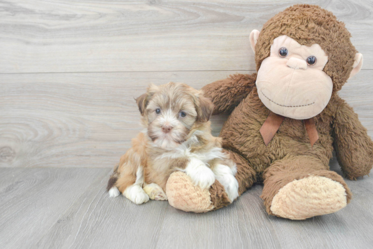 Sweet Havanese Purebred Puppy