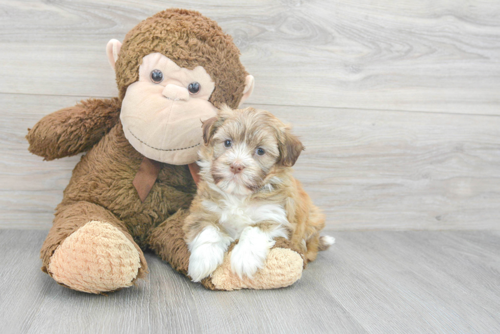 Havanese Pup Being Cute