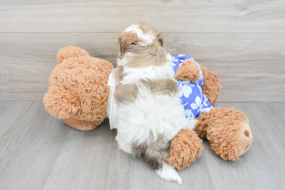 Havanese Puppy for Adoption