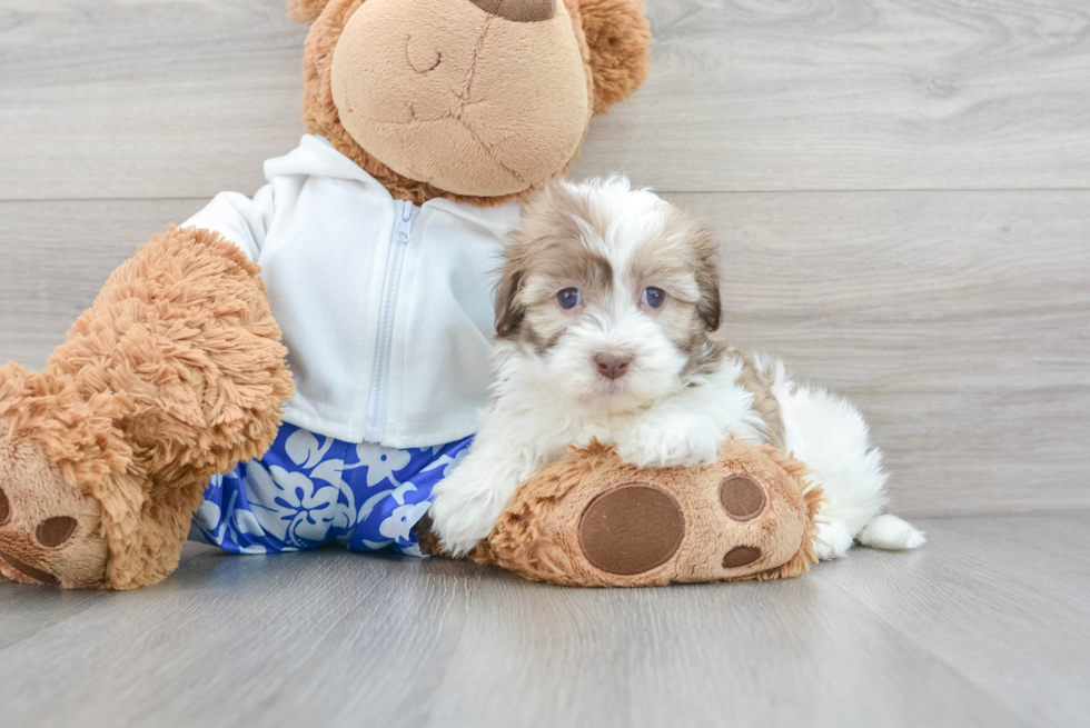 Popular Havanese Baby