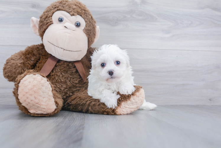 Funny Havanese Purebred Pup