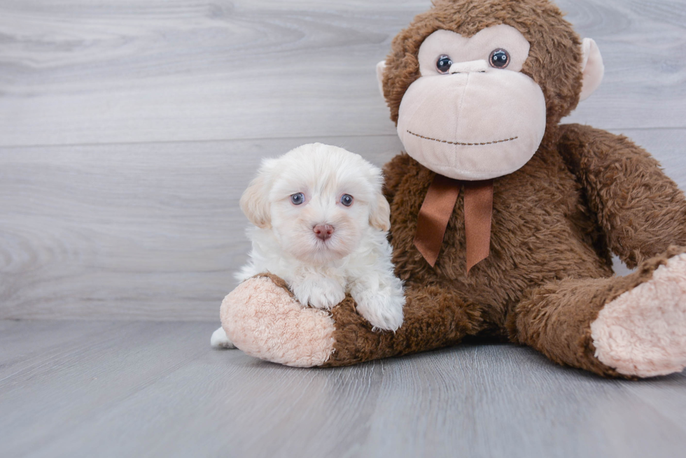 Havanese Puppy for Adoption