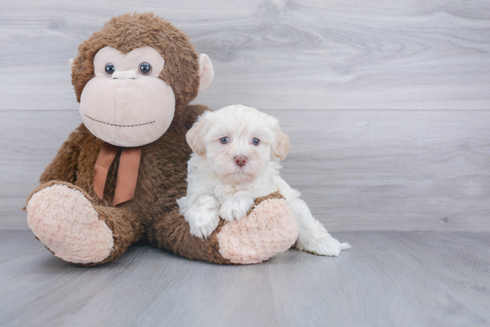 Funny Havanese Purebred Pup