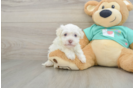 Havanese Puppy for Adoption