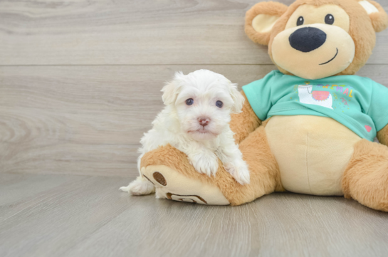 Havanese Puppy for Adoption