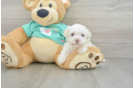 Sweet Havaneser Purebred Puppy