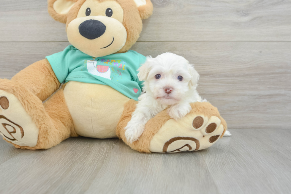 Sweet Havaneser Purebred Puppy