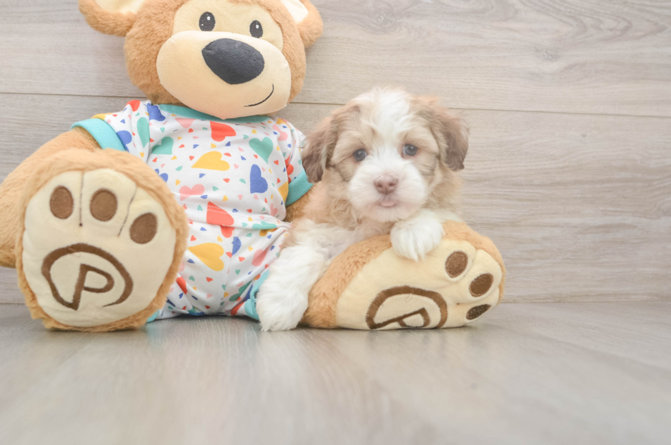 6 week old Havanese Puppy For Sale - Premier Pups