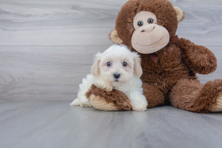 Best Havanese Baby