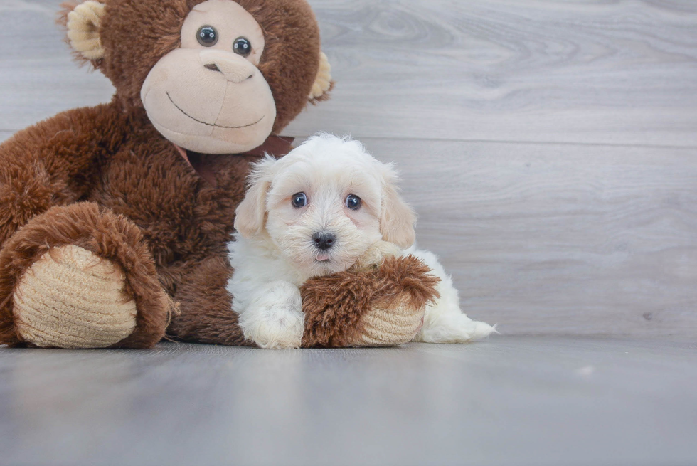 Little Havanese Purebred Pup