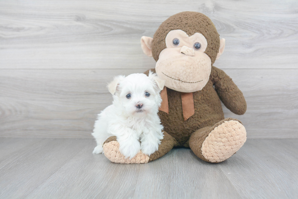 Akc Registered Havanese Purebred Pup