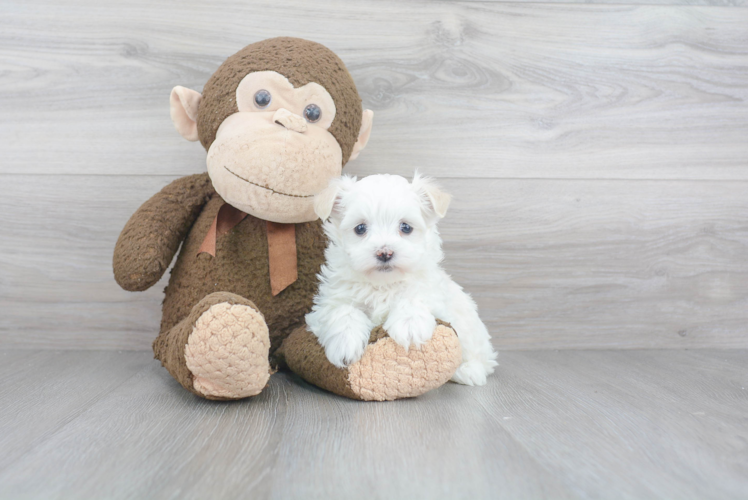 Best Havanese Baby