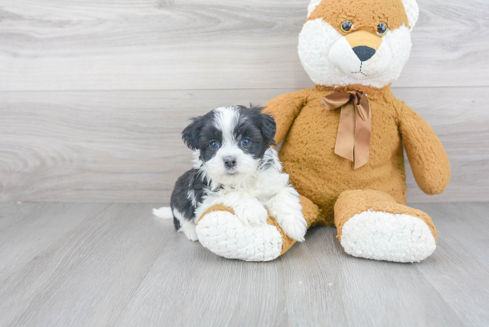 Havanese Puppy for Adoption