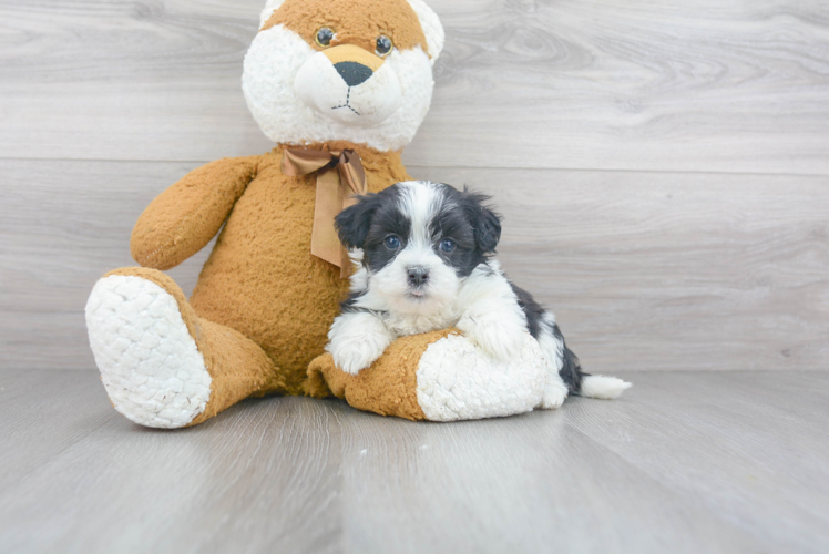 Petite Havanese Purebred Puppy