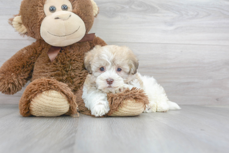 Energetic Havanese Purebred Puppy