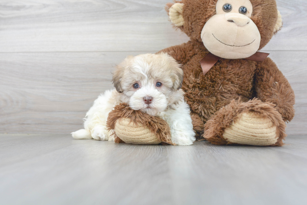 Best Havanese Baby