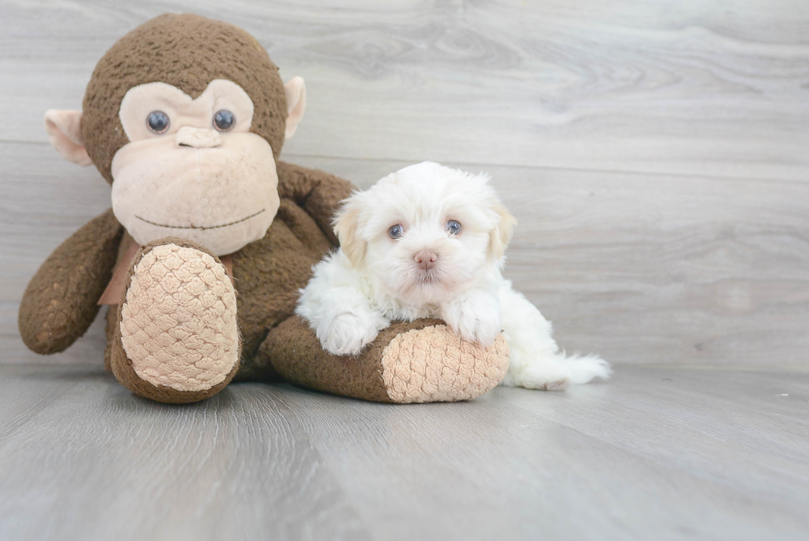 Havanese Puppy for Adoption