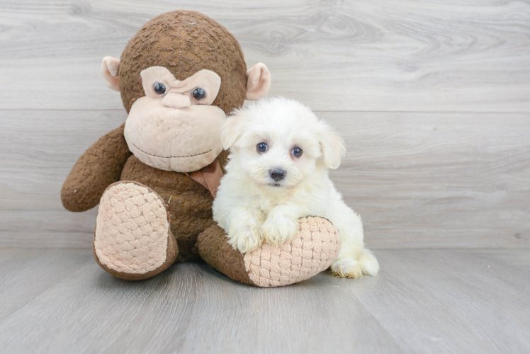 Energetic Havanese Purebred Puppy