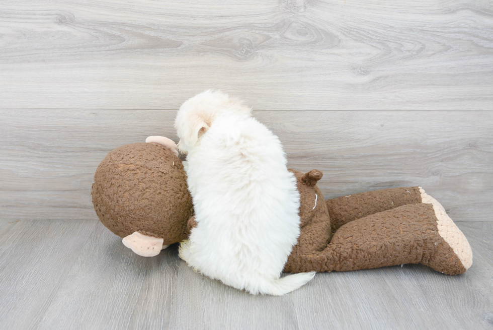 Happy Havanese Purebred Puppy