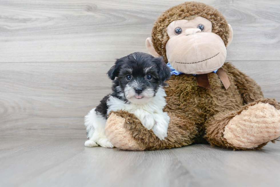 Fluffy Havanese Purebred Puppy