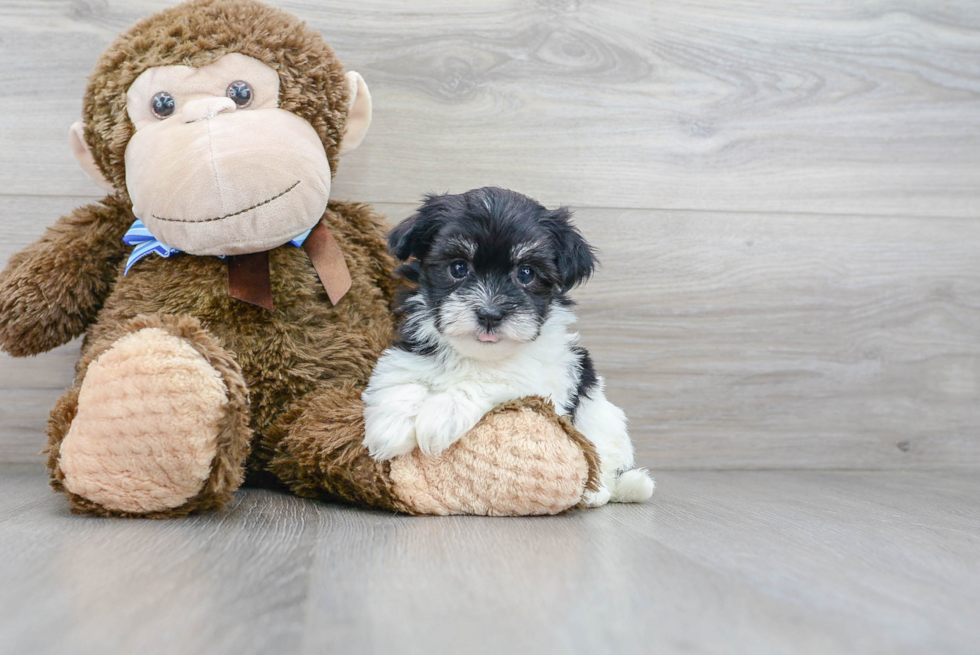 Havanese Pup Being Cute