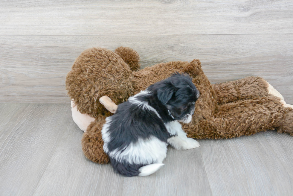 Havanese Puppy for Adoption