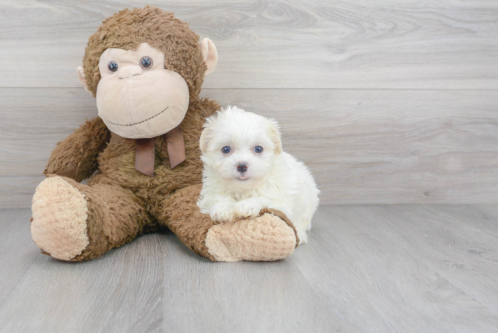 Cute Havanese Purebred Puppy