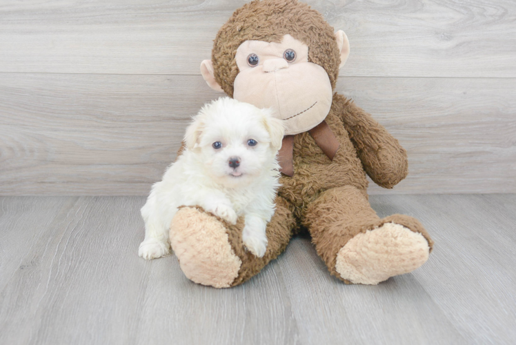 Havanese Pup Being Cute