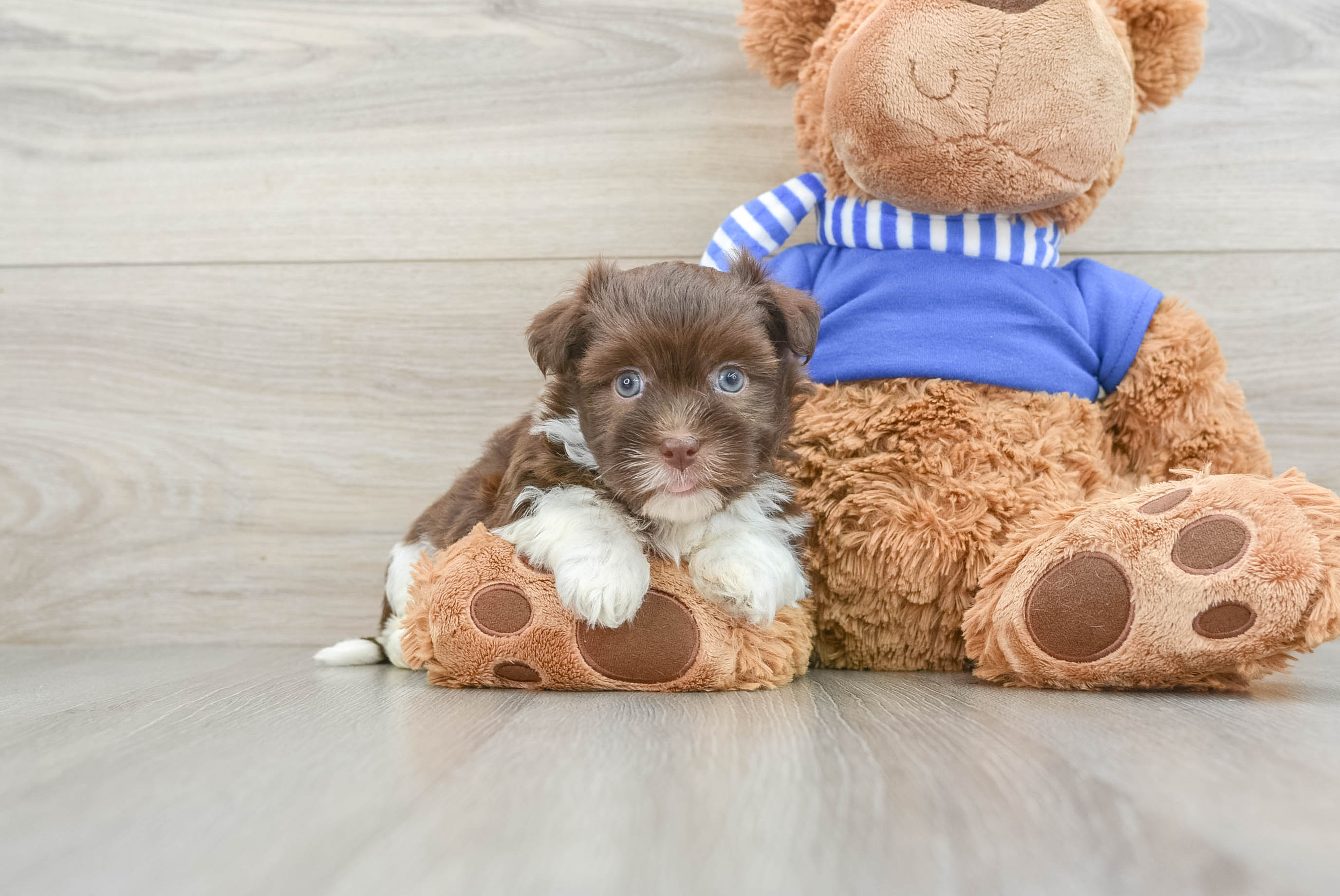 Havanese Puppy for Adoption