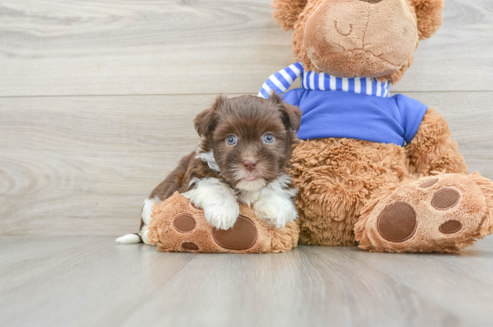 5 week old Havanese Puppy For Sale - Premier Pups