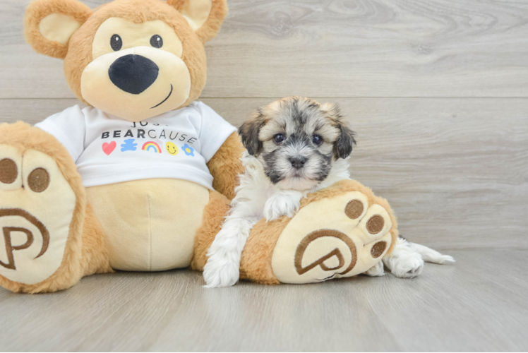 Best Havanese Baby