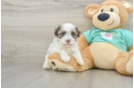 Havanese Pup Being Cute