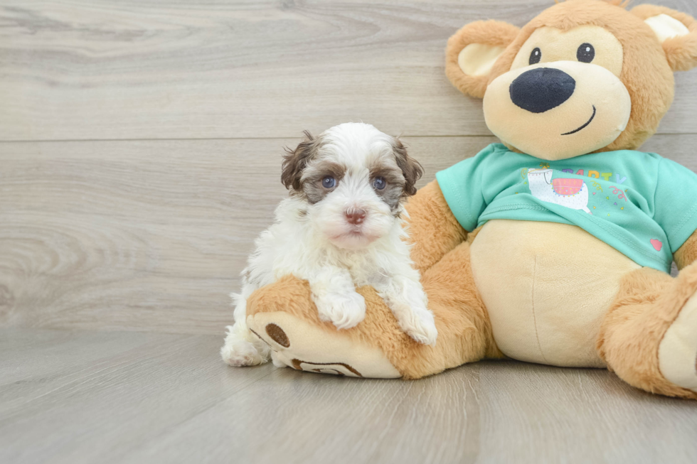 Havanese Pup Being Cute