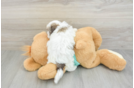 Popular Havanese Purebred Pup