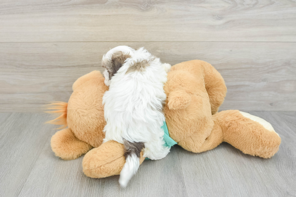 Popular Havanese Purebred Pup