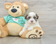 7 week old Havanese Puppy For Sale - Premier Pups