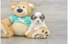 Havanese Puppy for Adoption