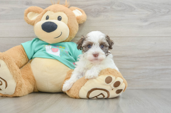 Havanese Puppy for Adoption