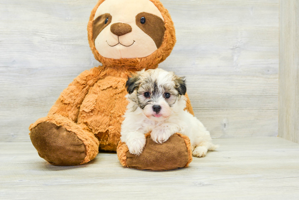 Friendly Havanese Baby