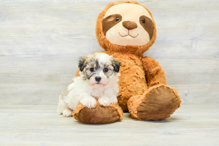 Funny Havanese Baby